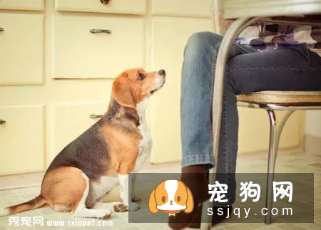 狗狗吃食时，不让任何人靠近该怎么办