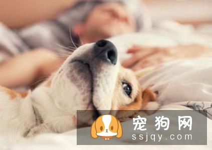 狗狗常见的过敏症状以及过敏源