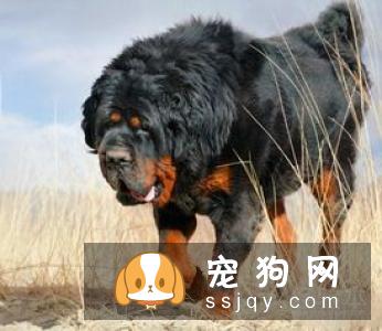 藏獒与其他狗的不同之处