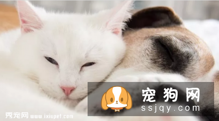 宠物这几个常见病，你知道如何预防吗?