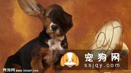 巴吉度猎犬好养吗,怎样训练巴吉度猎犬