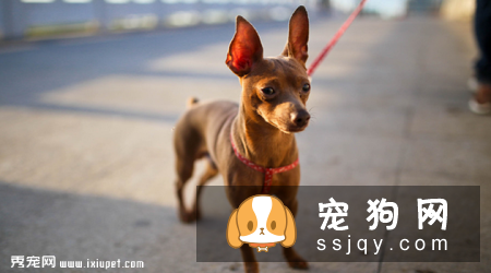 小鹿犬为什么要断尾_小鹿犬多少钱一只|智商