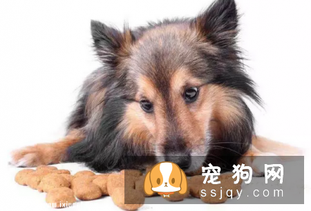狗狗的泪痕是怎么引起的，应该怎么改善呢