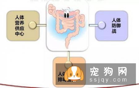 如何判断宠物是否标准?