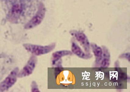 柯基犬容易生病吗？疫病预防措施-邻家的宠物