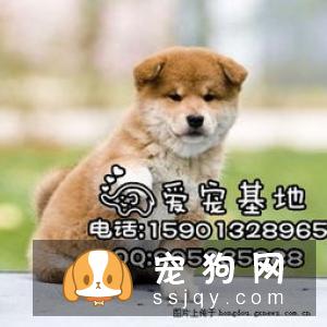 秋田和柴犬哪里有卖 怎样挑选到满意的秋田和柴犬
