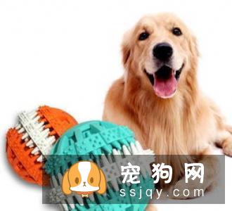 幼犬狗粮什么牌子好?了解幼犬需求很重要