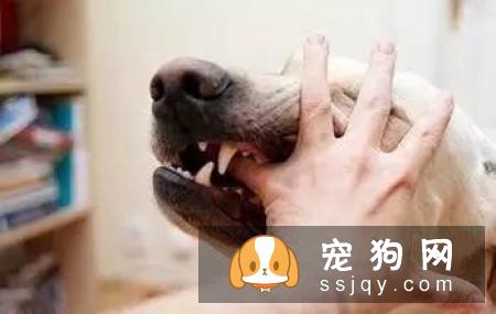 小狗什么时候打疫苗比较好