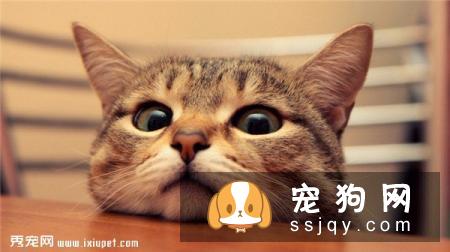 做完绝育手术后,宠物为什么还要留院观察?
