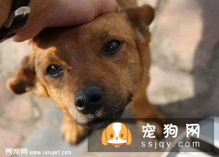 学会这些招数，让狗狗训练有素!