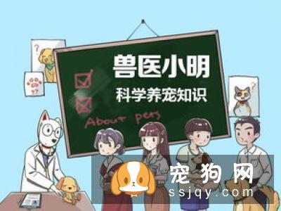 研究证明，母犬比公犬更聪明！