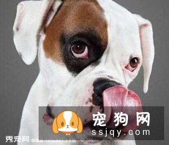 狗狗也会疲劳，这些信号释放的意思你知道几个？