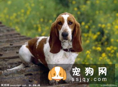 狗狗扑人怎么办