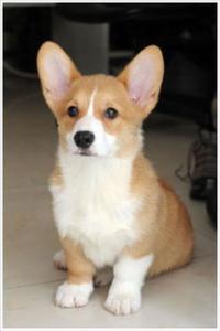 了解这些幼犬饲养指南，让狗狗健康成长