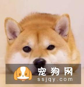 宠物狗消化不良该怎么办?