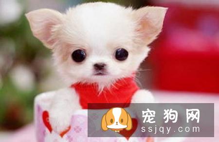 幼犬狗粮什么牌子好?了解幼犬需求很重要