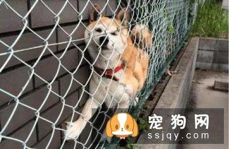 吃骨头会造成一系列消化道的问题