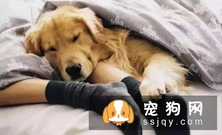 狗狗如厕“大试炼”!主人通关秘籍在此