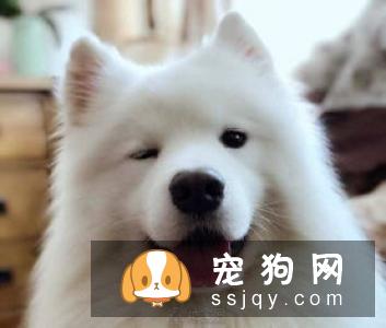 对狗狗的溺爱，有可能致它们死亡
