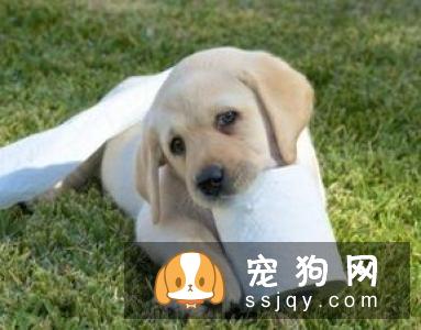 饲养马尔济斯的注意事项有哪些