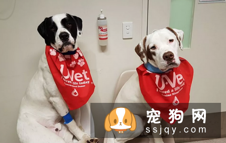 狗狗血型有哪些，狗狗输血要注意什么