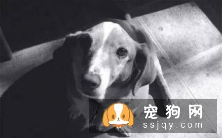 狗狗关节炎怎么治疗? 狗狗关节炎的救星来了!