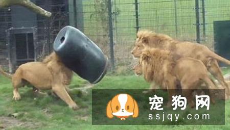 荷兰猎鸟犬的特征及生活习性|饲养|图片