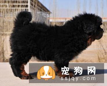 健康的小藏獒活泼,有精神,食欲、排泄均正常。仔细检查还有以下特征