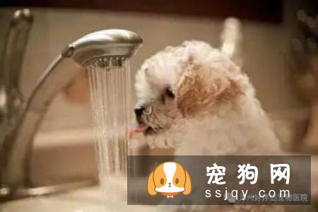狗狗为什么会过敏?