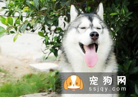 哪种狗寿命最长 盘点寿命最长的5种狗狗