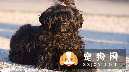 葡萄牙水犬和泰迪区别_怎么辨别葡萄牙水犬？