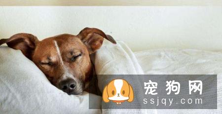 绝育手术后要求动物6小时禁食禁水