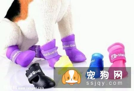 狗狗到底该不该穿鞋？