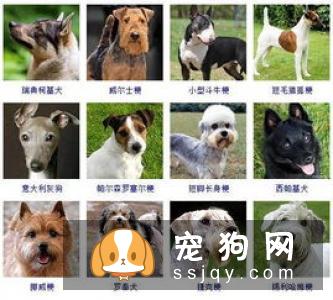拳师犬多少钱,好养吗_常见疾病|图片