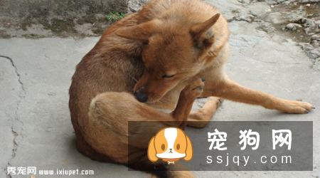 狗狗身上有跳蚤怎么办_狗狗有跳蚤的表现_怎么来的?