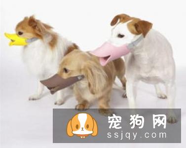 狗狗喜欢咬家具，这些方法可以有效阻止它！