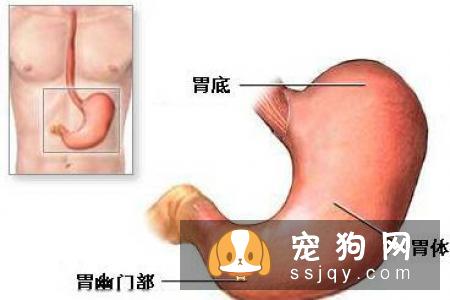 拉布拉多吃什么对身体好