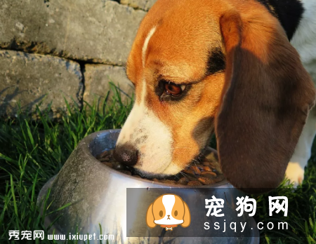 如何为犬猫挑选宠物罐头?