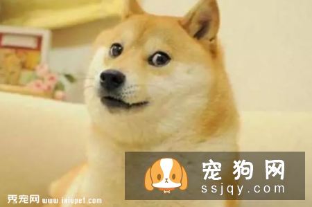 柴犬好养吗，柴犬习性介绍！