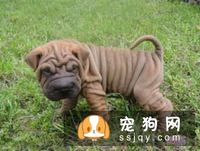 中国各地沙皮犬价格大全,纯种沙皮狗多少钱一只