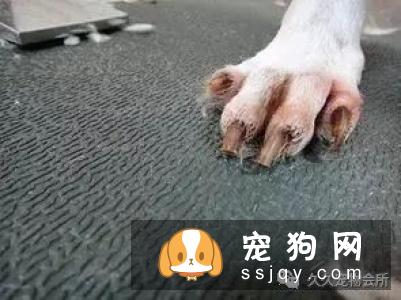 如何正确有效的帮狗狗修剪指甲