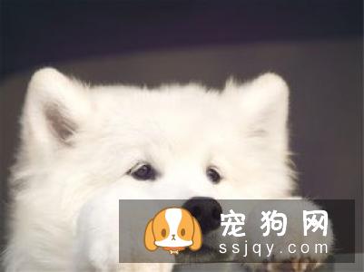 狗狗狼吞虎咽 吃太快有这些危害