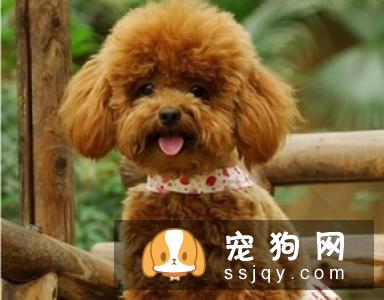 粗毛柯利犬是什么价格,智商高不高_饲养|图片