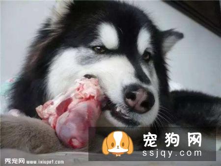 狗狗吃肉越多越好吗？