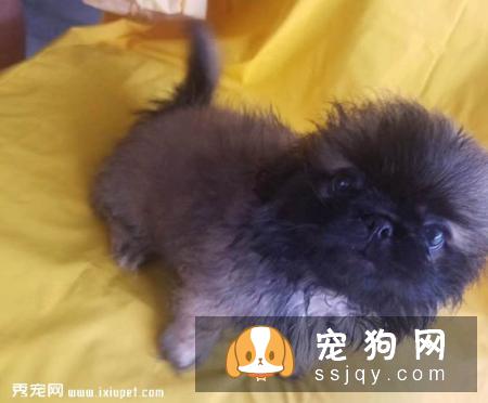京巴犬喂养及训练指南