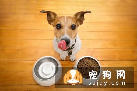 狗粮应该如何喂？教你正确科学喂养狗粮