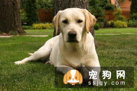 拉布拉多犬两个月怎么养 饲养错误可能真的会害了它!