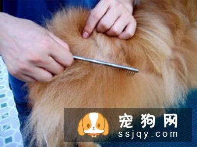 藏獒掉毛的原因及护理常识