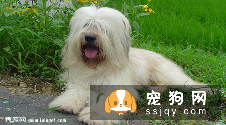 古牧犬价格贵吗,好不好养|图片