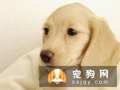 如何训练狗狗随行
